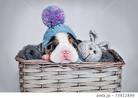 small new borne newborn beagle puppy 73922890
