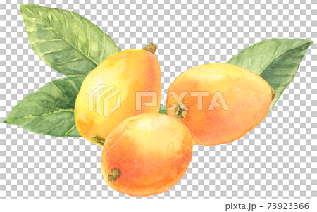 水彩loquat_3_with葉子 73923366