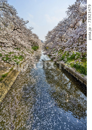 五条川の桜花筏の写真素材