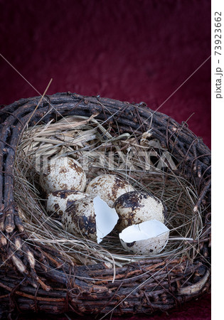 Little fresh Quail Eggs In a nest on red Background Little fresh Quail Eggs In a nest on red Background 73923662