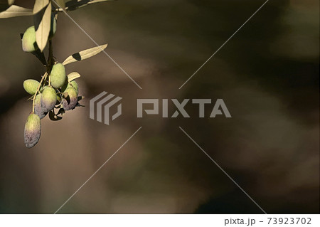 Olive branch in unfocused background Olive branch in unfocused background 73923702