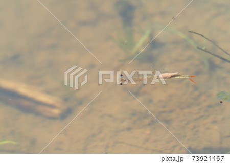 ホウネンエビ ホウネンエビ 73924467