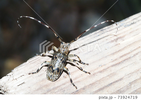 ナガゴマフカミキリ ナガゴマフカミキリ 73924719