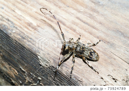 ナガゴマフカミキリ 73924789