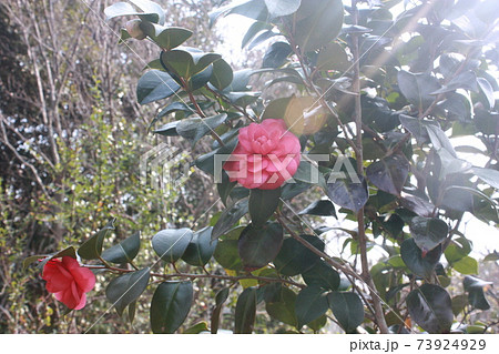 椿 花 春 73924929