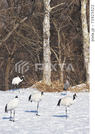 珍しい！タンチョウの群れに混ざるクロヅル（北海道） 73925022