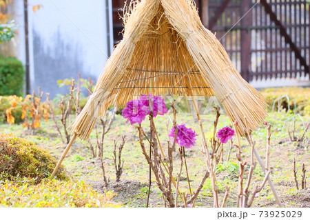 寒牡丹の花 73925029