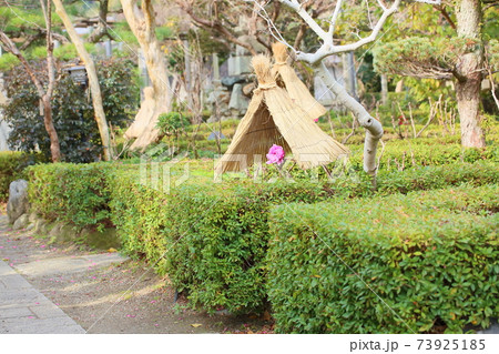 寒牡丹の花 73925185