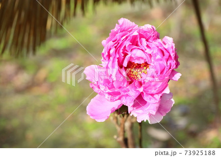 寒牡丹の花 寒牡丹の花 73925188