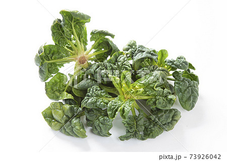 ちぢみほうれん草 ちぢみほうれん草 73926042