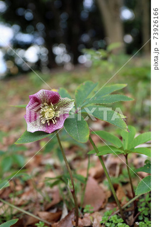 クリスマスローズの花 73926166