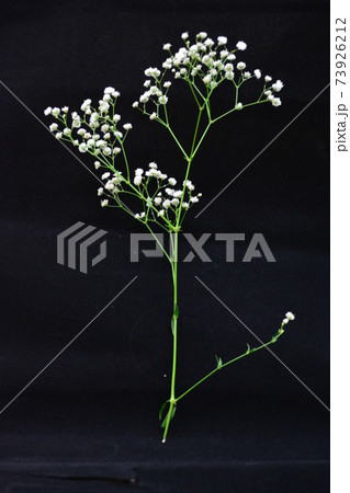 植物 工場 プランツ 73926212