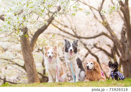 山桜と四頭の犬達 73926319