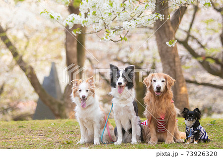 山桜と四頭の犬達 73926320