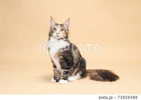お座りした長毛猫（メインクーン）の全身写真 73926489