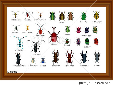 日本の甲虫 標本箱のイラスト素材