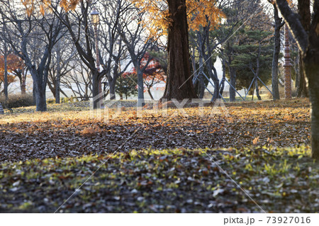 木 秋 公園 73927016