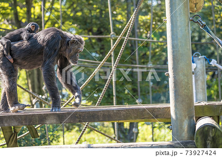 【多摩動物公園のチンパンジー】 73927424