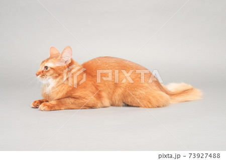 横向きにお座りした長毛猫 ソマリ の全身写真の写真素材