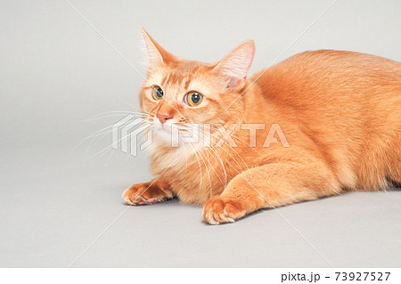 横目の長毛猫(ソマリ) 横目の長毛猫(ソマリ) 73927527