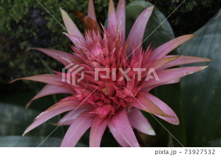 パイナップル花包 温室の中低木 桃色花大きい花の写真素材