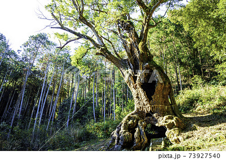 佐賀県のパワースポット　武雄神社にある武雄の大楠　（全国6位 佐賀県内2位の巨木） 73927540