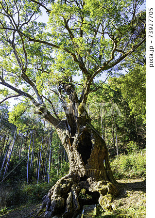 佐賀県のパワースポット　武雄神社にある武雄の大楠　（全国6位 佐賀県内2位の巨木） 73927705