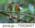 Parents of Red-bearded Bee-eater birds hold their prey to stand on the branches waiting to feed their babies at the nest. 73928407