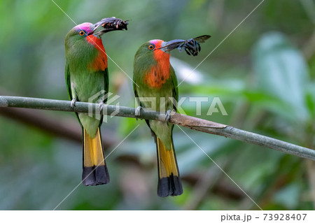 Parents of Red-bearded Bee-eater birds hold their prey to stand on the branches waiting to feed their babies at the nest. 73928407