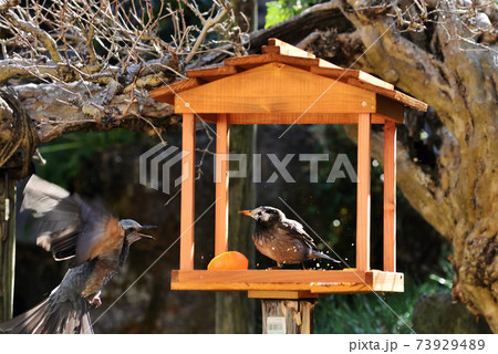 餌場を巡る小鳥達の争い 73929489