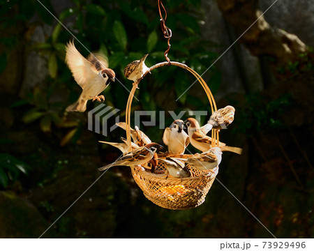 餌場を巡る小鳥達の争い 73929496