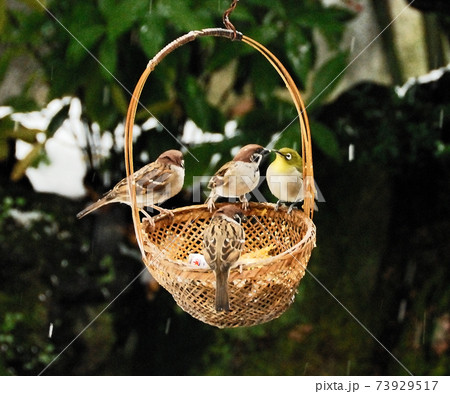 餌場を巡る小鳥達の争い 73929517