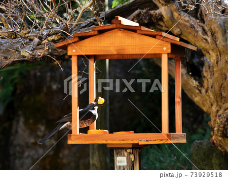 餌場を巡る小鳥達の争い 73929518