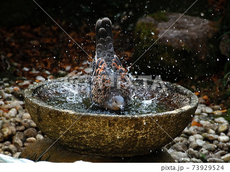 餌場を巡る小鳥達の争い 73929524