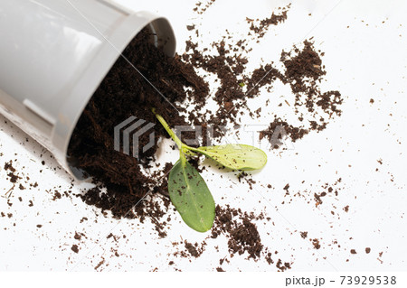 fallen pot with scattered soil and green young plant seedling. 73929538