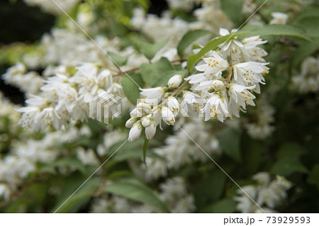 ウツギの花 卯の花 の写真素材