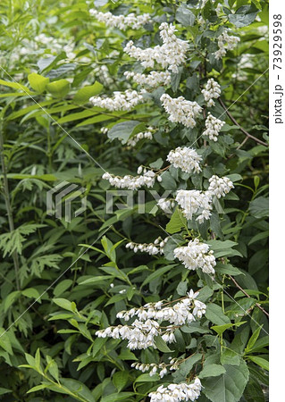 長く伸びたウツギの枝 卯の花 の写真素材