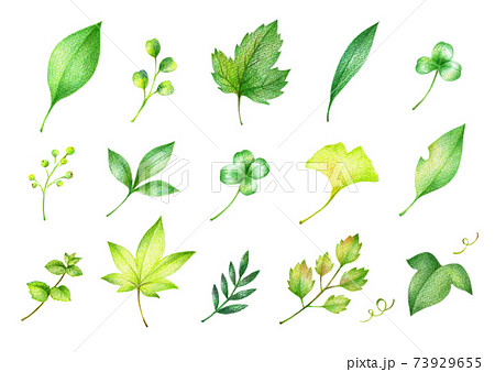 色々な緑の葉っぱのセット 手描き色鉛筆画のイラスト素材