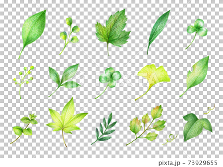 色々な緑の葉っぱのセット 手描き色鉛筆画 色々な緑の葉っぱのセット 手描き色鉛筆画 73929655
