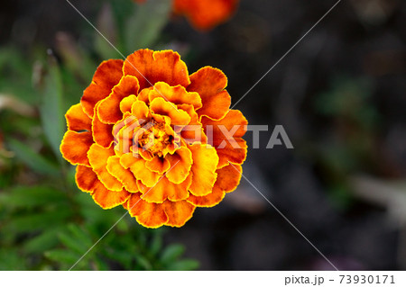 marigold orange flower, top view. Macro photo of Tagetes patula 73930171