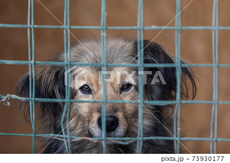 Closeup of dog puppy looking through bars of cage Closeup of dog puppy looking through bars of cage 73930177