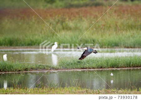 Beautiful adult male Knob-billed duck or African comb duck, low angle view, side shot, in the morning spread wings and flying over the wild swamp in tropical moist rainforest, southern Thailand. 73930178