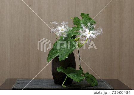 カラスウリ 烏瓜 の一夜花 レース模様の花 が妖艶で面白いの写真素材