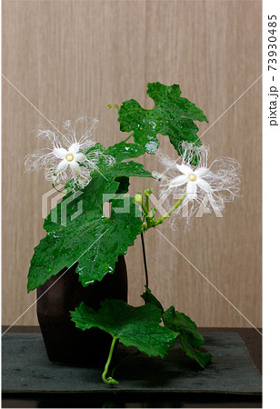 カラスウリ（烏瓜）の一夜花（レース模様の花）が妖艶で面白い 73930485