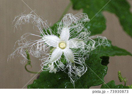 カラスウリ 烏瓜 の一夜花 レース模様の花 が妖艶で面白いの写真素材