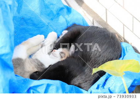 日当たりのいい場所のブルーシートの上でお昼寝をする猫の親子の写真素材
