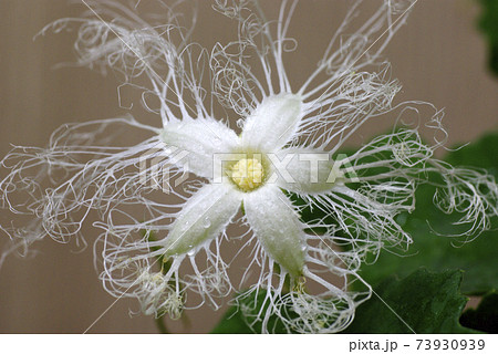 カラスウリ 烏瓜 の一夜花 レース模様の花 が妖艶で面白いの写真素材