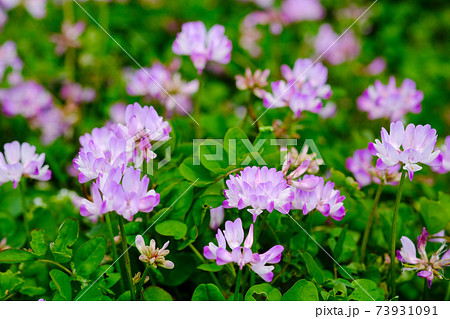 春の畑に咲くレンゲソウの花の写真素材