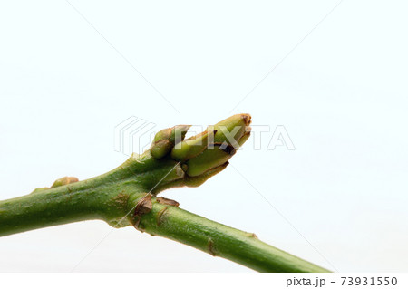 Spring leaf bud on tree sprout with new leaves isolated on white Spring leaf bud on tree sprout with new leaves isolated on white 73931550