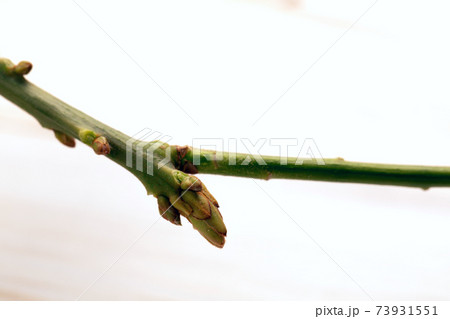 Young tree branch with budding leaves on white background. Young tree branch with budding leaves on white background. 73931551